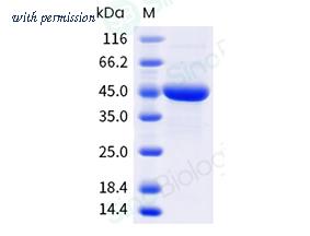 Sino Biological 320-BLA0160 image 1
