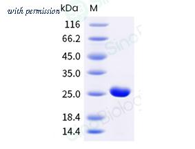 Sino Biological 337-DER0050 image 1