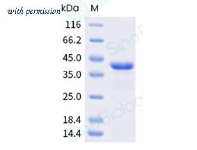 Sino Biological 341-CAND0010 image 1