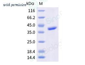 Sino Biological 343-PENC0030 image 1