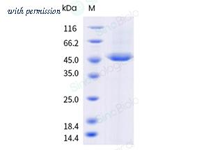 Sino Biological 401-PG0050 image 1