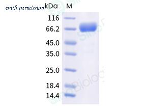 Sino Biological 40104-V08H-B image 1