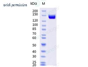 Sino Biological 40572-A08E image 1