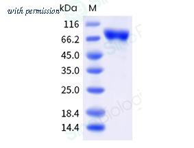 Sino Biological 40992-V08B image 1