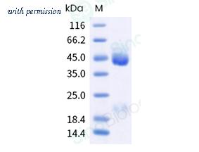 Sino Biological 40999-V08H image 1