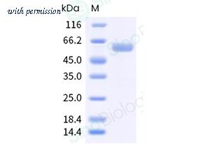 Sino Biological 40999-VNAS image 1