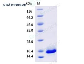 Sino Biological 41010-V07E image 1