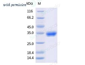 Sino Biological 10198-H49H-B image 1