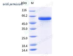 Sino Biological 20010-H08H5 image 1