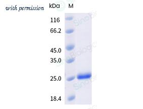 Sino Biological 211-EG0080 image 1