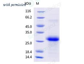 Sino Biological 211-EG0100 image 1