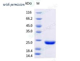 Sino Biological 211-EG0150 image 1