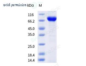 Sino Biological 40964-V89E image 1