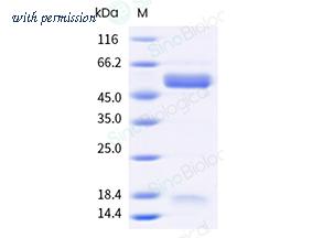Sino Biological 40993-V08H1 image 1