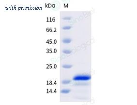 Sino Biological 41007-V07E image 1