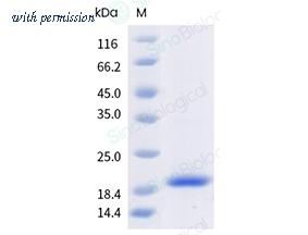 Sino Biological 41011-V07E image 1