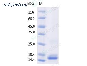 Sino Biological 41012-V07E image 1