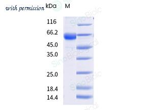 Sino Biological 41016-V08B image 1