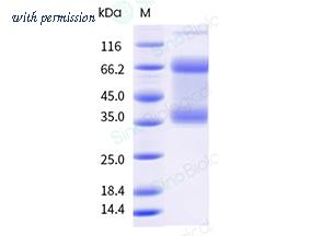 Sino Biological 41042-V08B image 1
