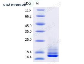 Sino Biological 41043-V08H image 1