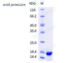 Sino Biological 41045-V07E image 1