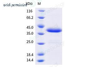 Sino Biological 41048-V07E image 1