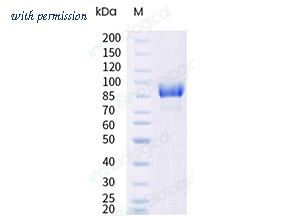 Sino Biological 41051-V27H-B image 1