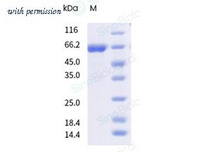 Sino Biological 41053-V02B image 1