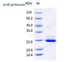 Sino Biological 50101-M49H-B image 1