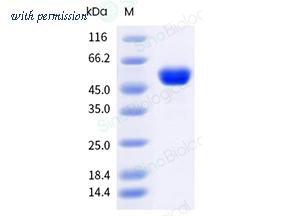 Sino Biological 5A2422-M08H image 1