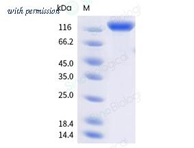 Sino Biological 90907-C49H-B image 1