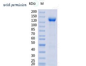 Sino Biological 90994-C38H image 1