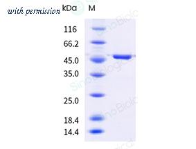 Sino Biological 91037-C07B image 1