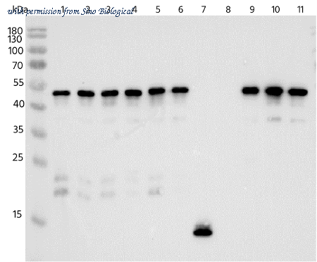 Sino Biological 68270-MM285 image 1