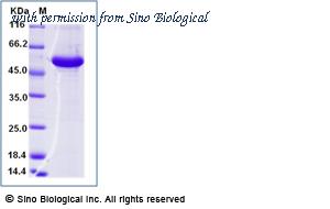 Sino Biological 17768-H07E image 1