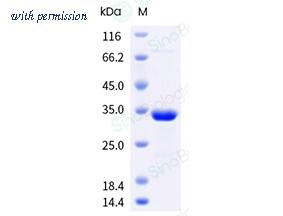Sino Biological 204-EBV0110 image 1
