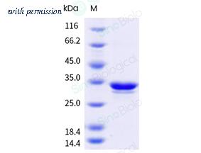 Sino Biological 207-MP0060 image 1