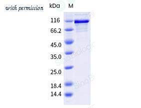 Sino Biological 29992-H07B image 1