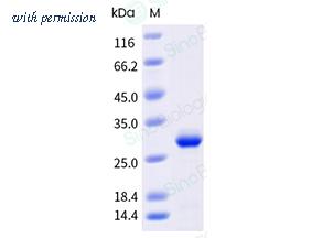 Sino Biological 306-CAN0040 image 1