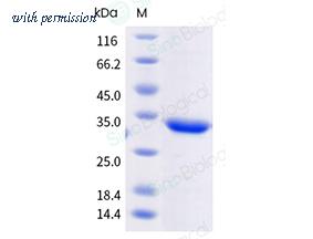 Sino Biological 341-CAND0040 image 1