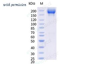 Sino Biological 40589-V08H62 image 1