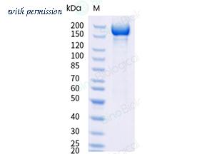 Sino Biological 40589-V49H8-B image 1