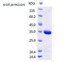 Sino Biological 40594-V08E image 1