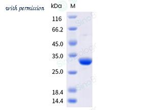 Sino Biological 40594-VCCE image 1