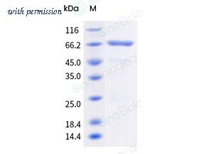 Sino Biological 41036-V08B image 1