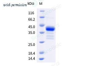 Sino Biological 41052-V53E image 1