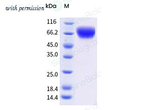 Sino Biological 41056-V08B image 1