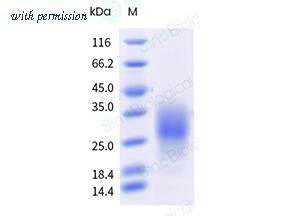 Sino Biological 50225-M08H image 1