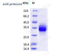 Sino Biological 57076-M08H image 1