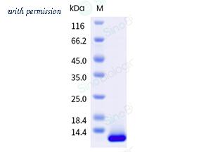 Sino Biological 5A7692-M07E image 1